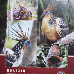 Hoatzin